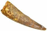 Fossil Spinosaurus Tooth - Real Dinosaur Tooth #366498-1